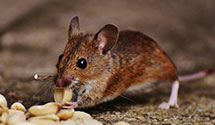 24 Hour & Emergency Exterminators in Cathedral Cty, CA